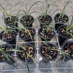 经典 兰花苗春剑变色龙精品苗荷瓣色花名贵兰花花卉绿植