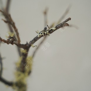 花曌 松萝枝干支干树枝诧寂风造景客厅书M桌面装饰枯枝家居瓶插花