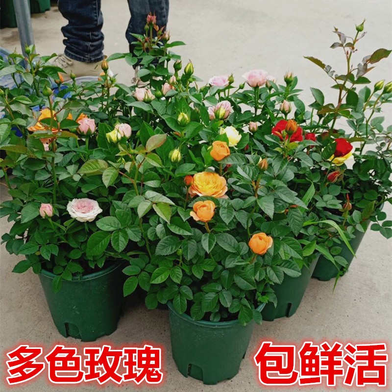 日本欧月玫瑰盆栽带花苞四季开花不断香槟带香味果汁玫瑰庭院月季