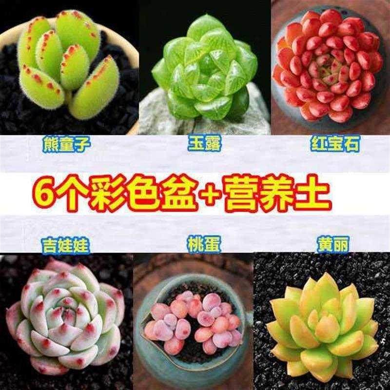 新品绿植多肉植物组合盆栽多年大型客厅套装多层巨型礼物室内可爱