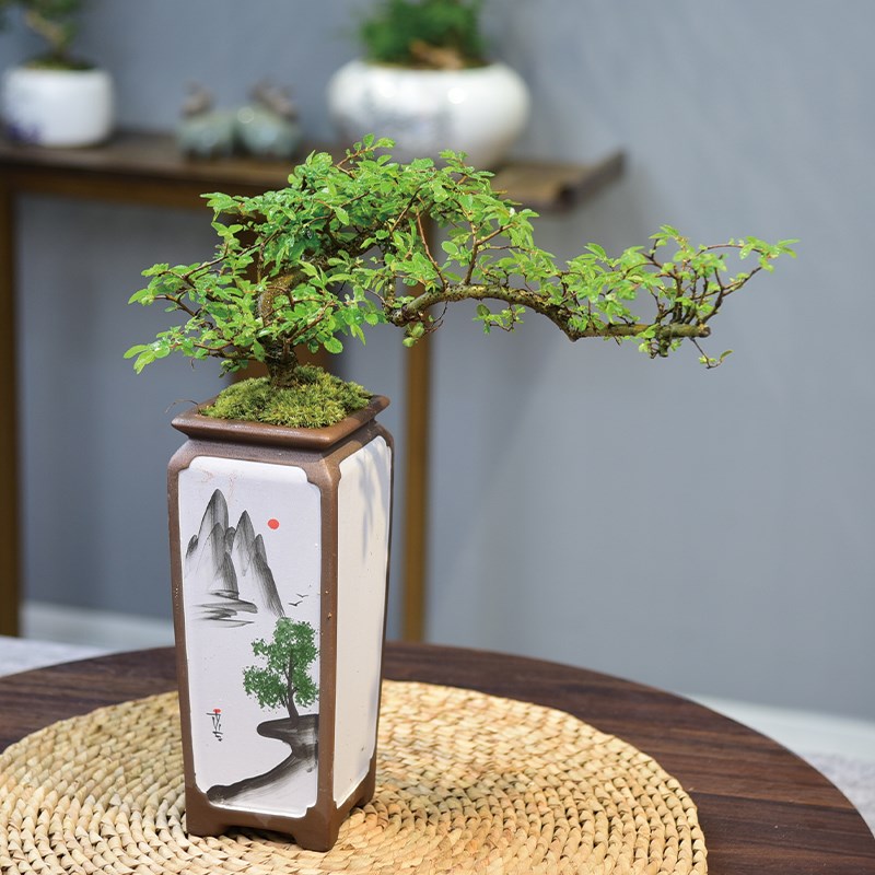 造型小叶榆树盆景老桩悬崖盆栽植物室内书房茶桌四季常青花卉绿植