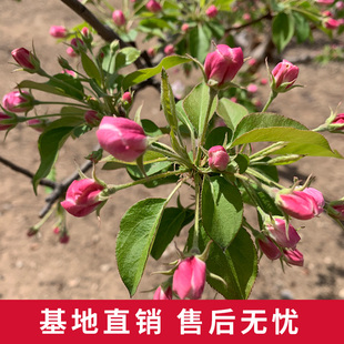 八棱海棠4年挂果树苗南北方庭院植物风景树四季 种植西府海棠果树