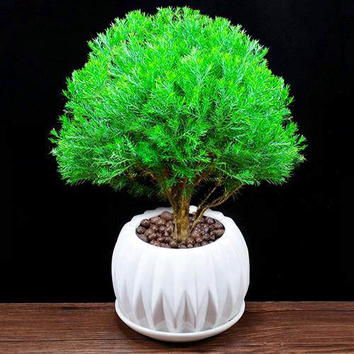 速发雾松盆栽四季常青好养盆景办公室内驱蚊植物阳台净化空气桌面