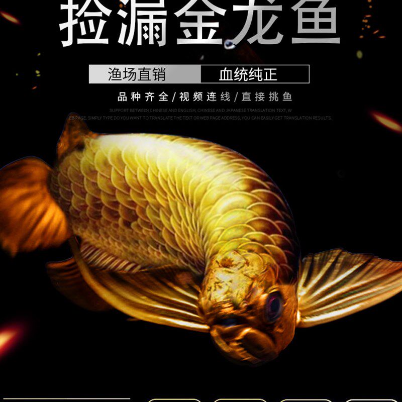 速发金龙鱼金龙鱼活鱼金龙鱼苗红龙印尼红龙红龙小苗红龙鱼苗赤焰