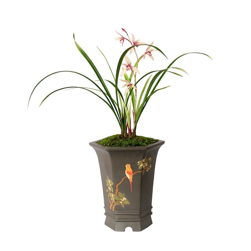 翁源兰花苗四季建兰老种高端铭品贵夫人带花浓香好养室内绿植花卉