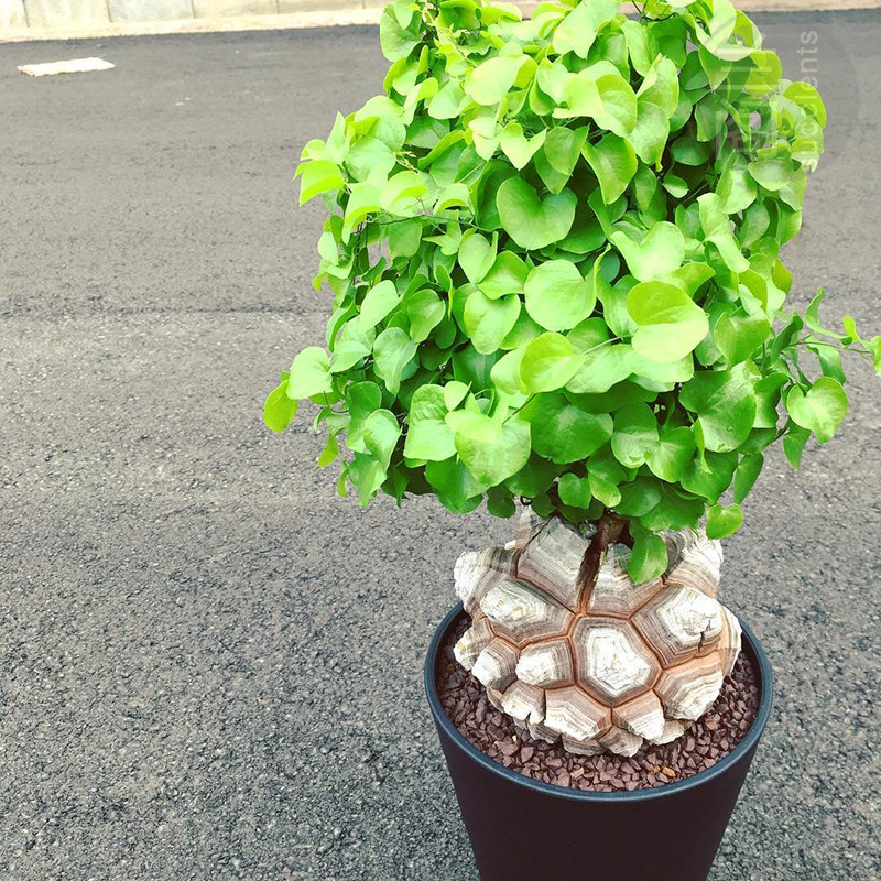 南非龟甲龙 实生k多肉植物裂纹深 潮流块根爬藤 稀有盆栽一物一拍