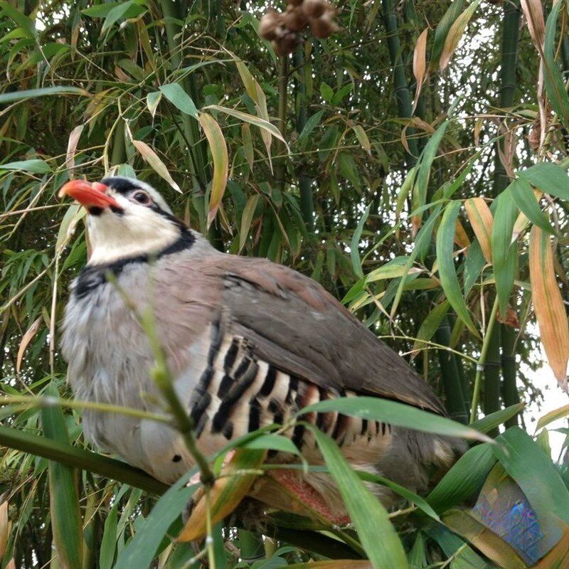 美国鹧鸪活鸟嘎嘎鸡呱呱鸡呱啦鸡飞龙鸡朶拉鸡嘎啦鸡石鸡鹧鸪斗鸡