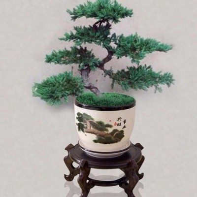 真松树盆景罗汉花盆入户迎客松真树办公桌景观盆栽美观净化空气