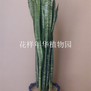 虎皮兰盆栽绿色银脉虎尾兰高虎室内外多肉绿植新居吸甲醛净化空气