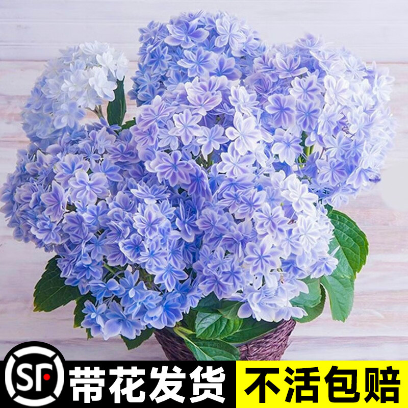 万华镜绣球花盆栽带花大苗无尽夏A庭院耐晒欧洲木中华木绣球大花