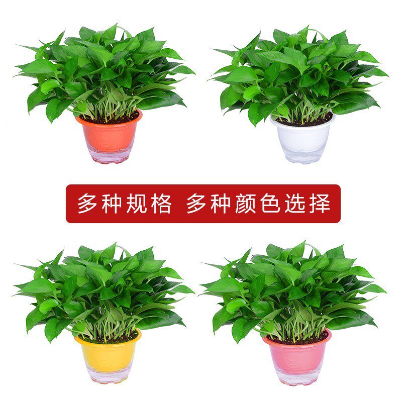 小众高货绿萝盆栽长藤款植物吊篮桌上禄植客厅室内水培办公室挂墙