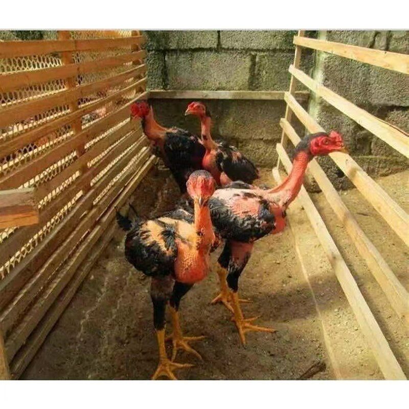 纯种越南鬼子中原斗鸡出壳苗小斗鸡盖沙斗鸡活苗小鸡成年鸡包活到