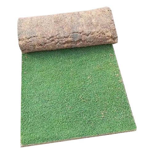 草皮真草坪庭院绿化四季青马尼拉果岭草别墅花园剪股颖带泥土草皮