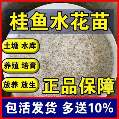 速发江苏水花鱼苗鲫鱼草鱼桂鱼大头花鲢白鲢青鱼鲤鱼武昌鱼翘嘴鱼