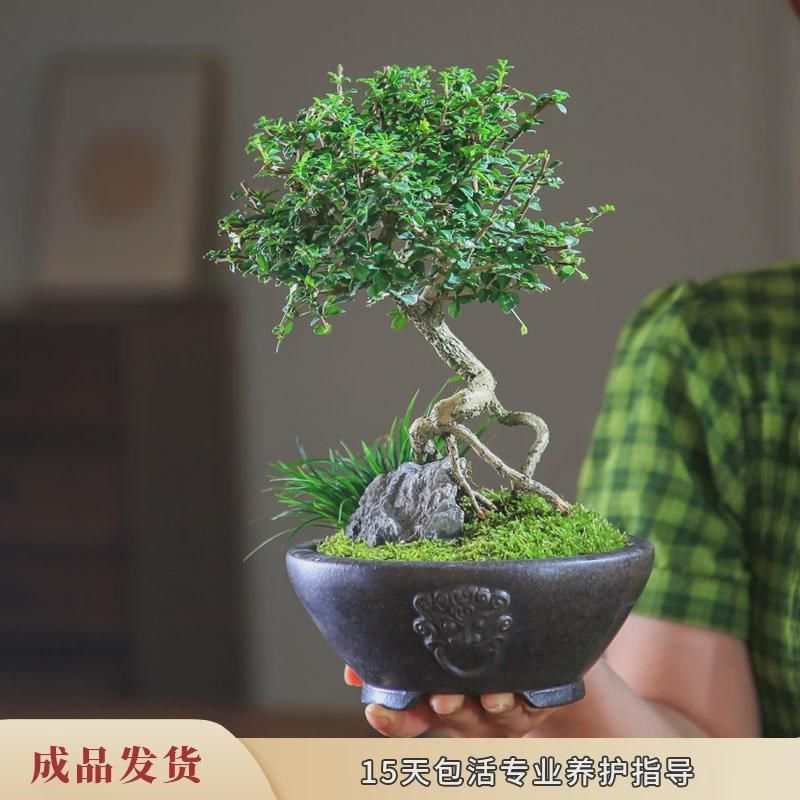 小叶福建茶盆栽老桩造型室内花卉庭院客厅观果植物好养桌面小盆景,鲜花速递/花卉仿真/绿植园艺,造型盆景,淘宝优惠券,粉丝福利购,淘宝优惠卷