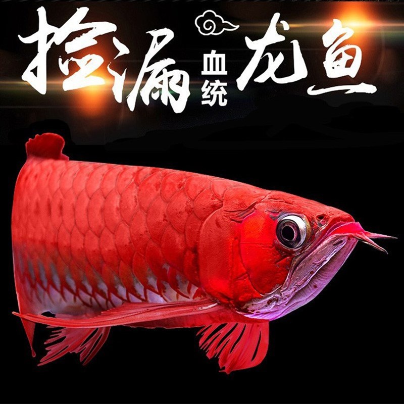 速发金龙鱼活鱼印尼红龙鱼辣椒红龙鱼超血红龙活体苗古典金龙练手