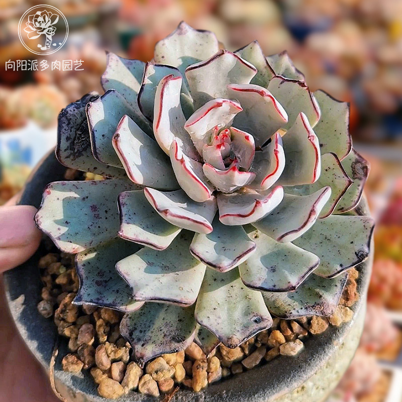 剑司诺娃精品稀有贵货600万多肉植物一物一拍黑暗系阳台向阳派