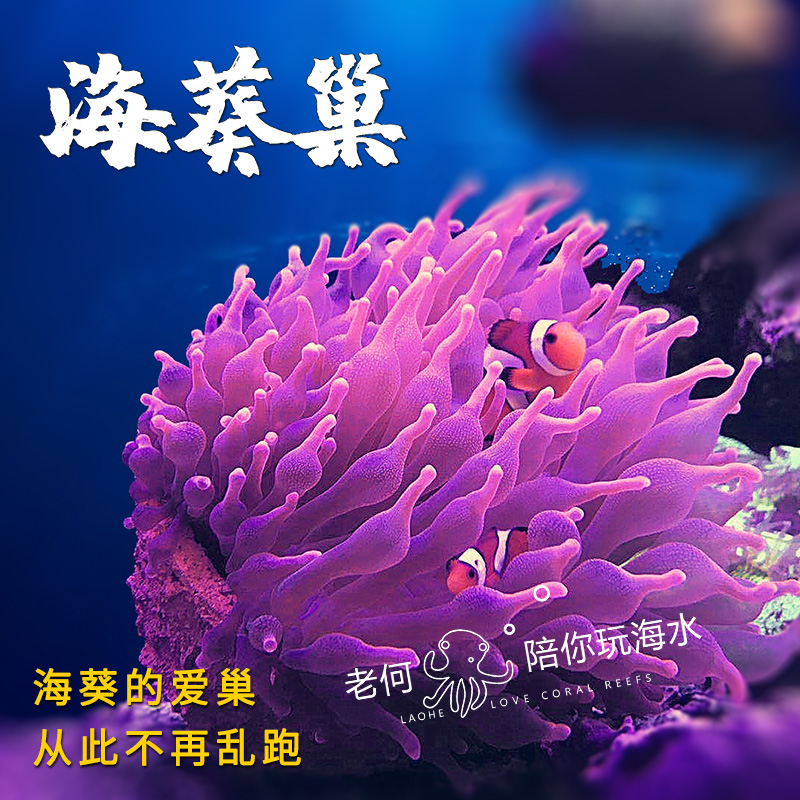 奶嘴防跑神器窝家杯海葵地毯屋珊瑚罐子鱼缸造景窝家容器皇海葵巢