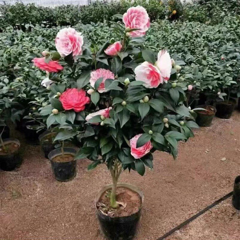 茶花树苗盆栽带花苞耐寒花卉植物室内绿植四季开花不断五色赤丹花