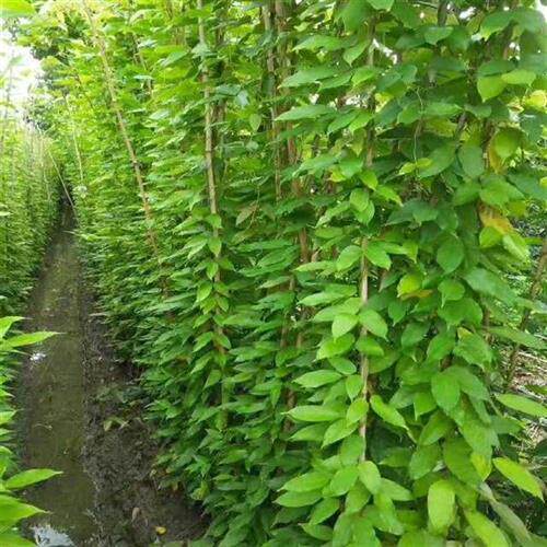 油麻藤树苗攀爬植物庭院盆栽绿植花卉爬藤攀援禾雀花Y苗常绿油麻
