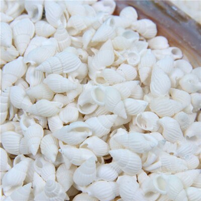 50/100PCS Natural conch shell Aquarium decoration mini Sea B