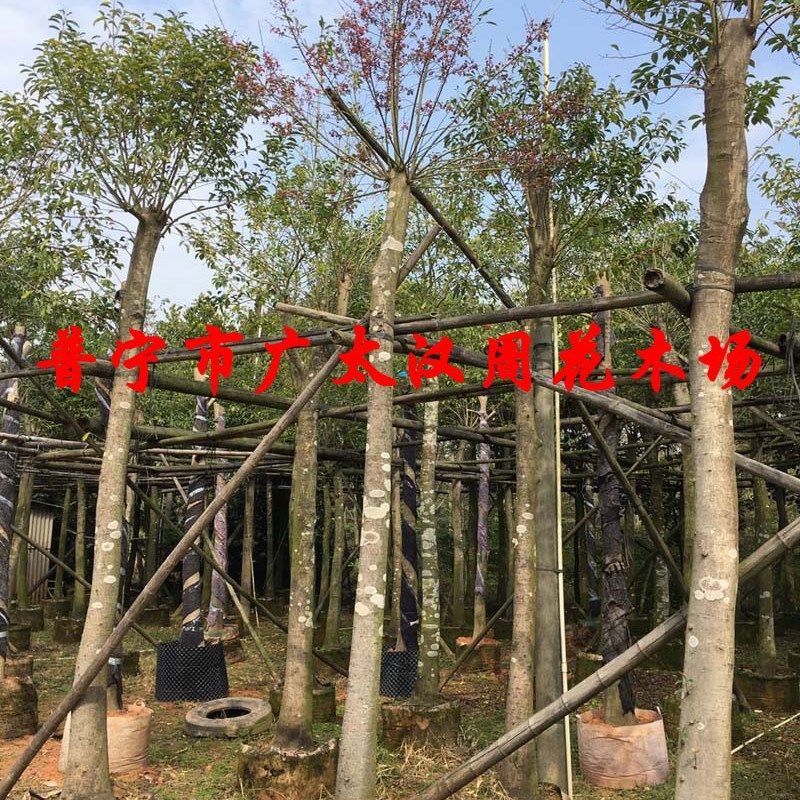 网红万紫千红铁冬青大树成型大棵铁冬青庭院小区别墅行道路绿化风
