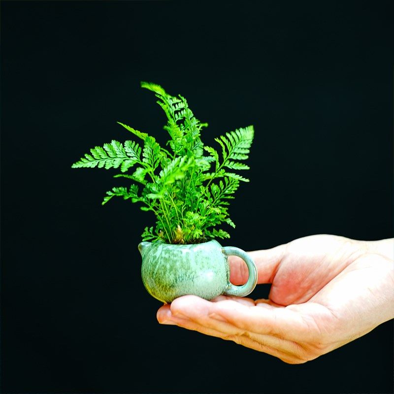 蕨类植物狼尾蕨迷你盆栽小型桌面绿植好养办公室内耐阴微型盆景