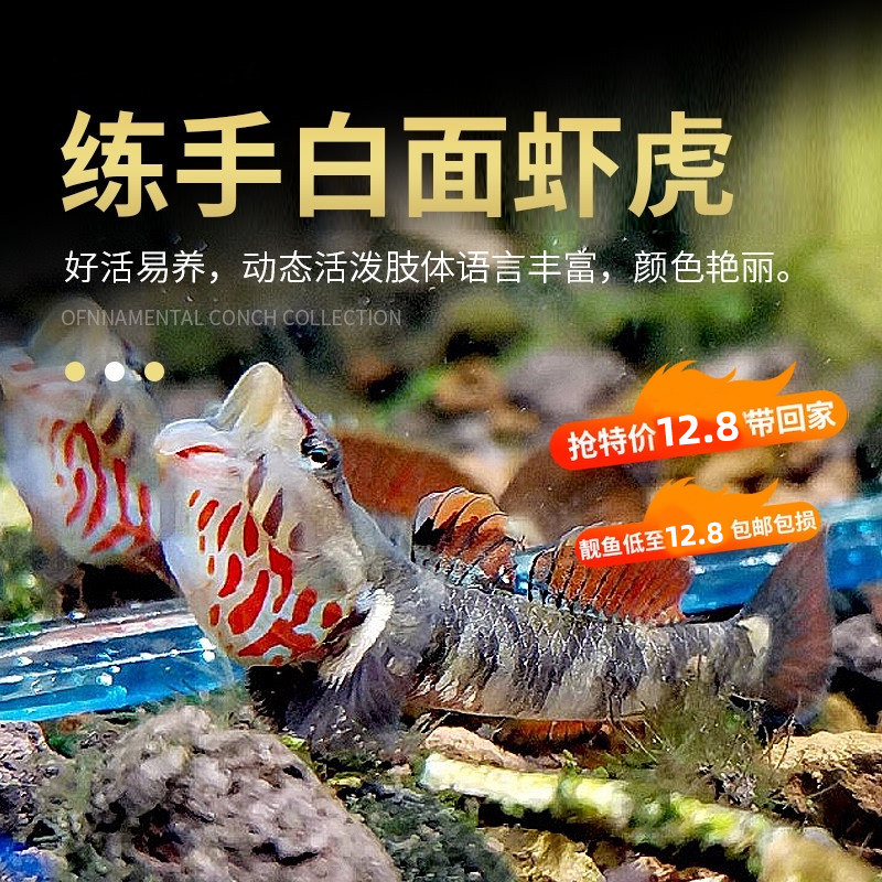 新品原生鱼生态冷k水淡水好养耐活小型溪吻纹腮白面虾虎溪流活鱼