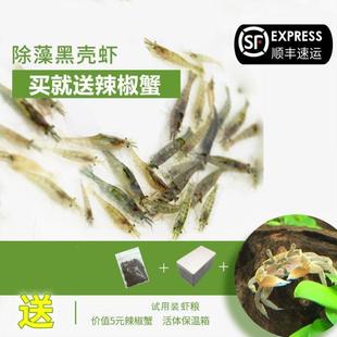 黑壳虾小缸清洁虾乌龟饲料除藻虾观赏虾工具虾草缸水族.箱鱼缸造