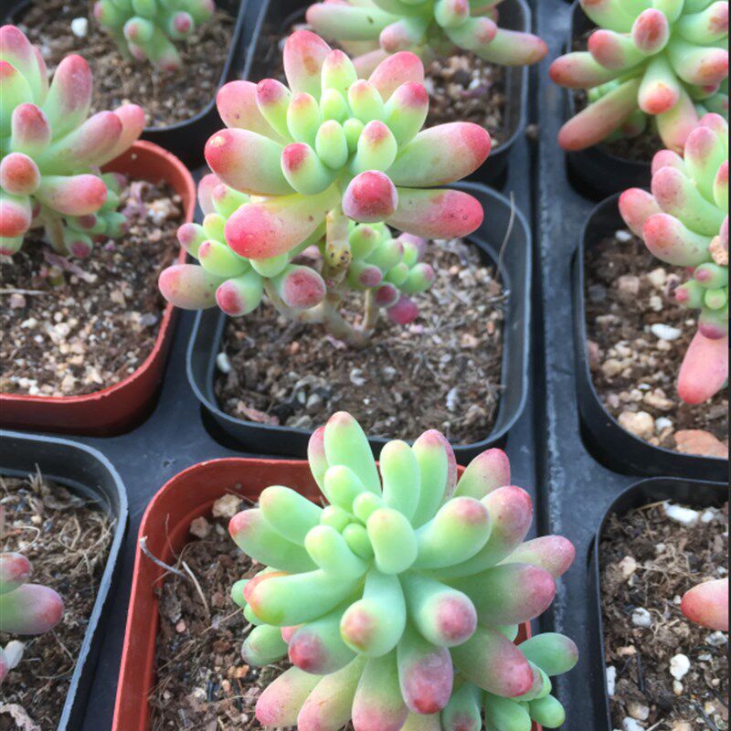 推荐多肉植物 果冻乙女心 八千代肉肉植物盆栽免邮 4cm-5cm