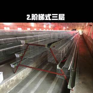 蛋鸡笼家用阶梯式自动滚蛋笼三层四层鸡舍加粗层叠养鸡场笼具设备