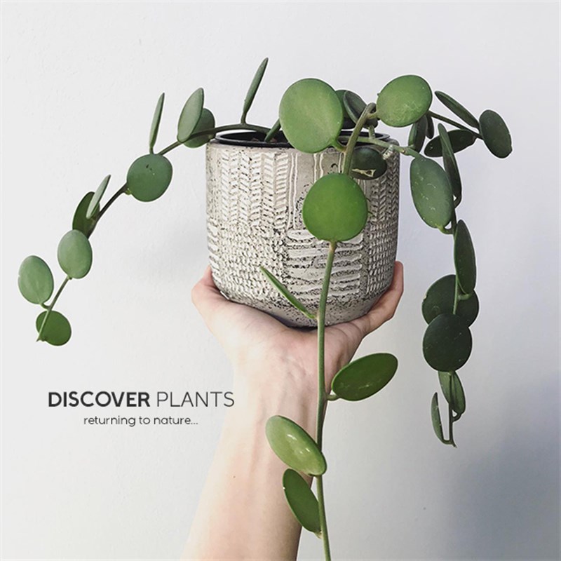 发现植物/碧雷鼓吊兰盆栽小众奇趣圆叶多肉耐旱爬藤植物四季常绿