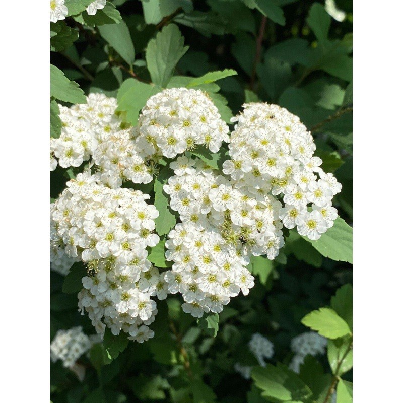 菱叶绣线菊盆栽珍珠梅小手球耐寒耐热好养花期长多年生灌木绿植物