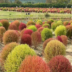 地肤盆栽苗孔雀松扫把头庭院多年生观叶绿植花园造景植物美观包邮