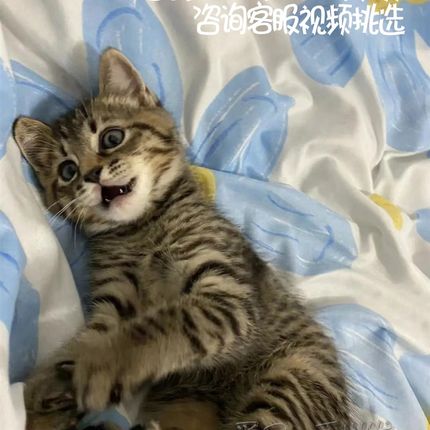 中华田园猫橘猫幼崽狮p子猫狸花猫幼猫小桔猫白猫小猫咪三花奶牛