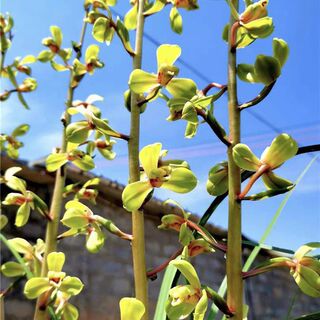 兰花苗蕙兰老八种之一【程梅】硬化一年半 浓香型室内花卉绿植