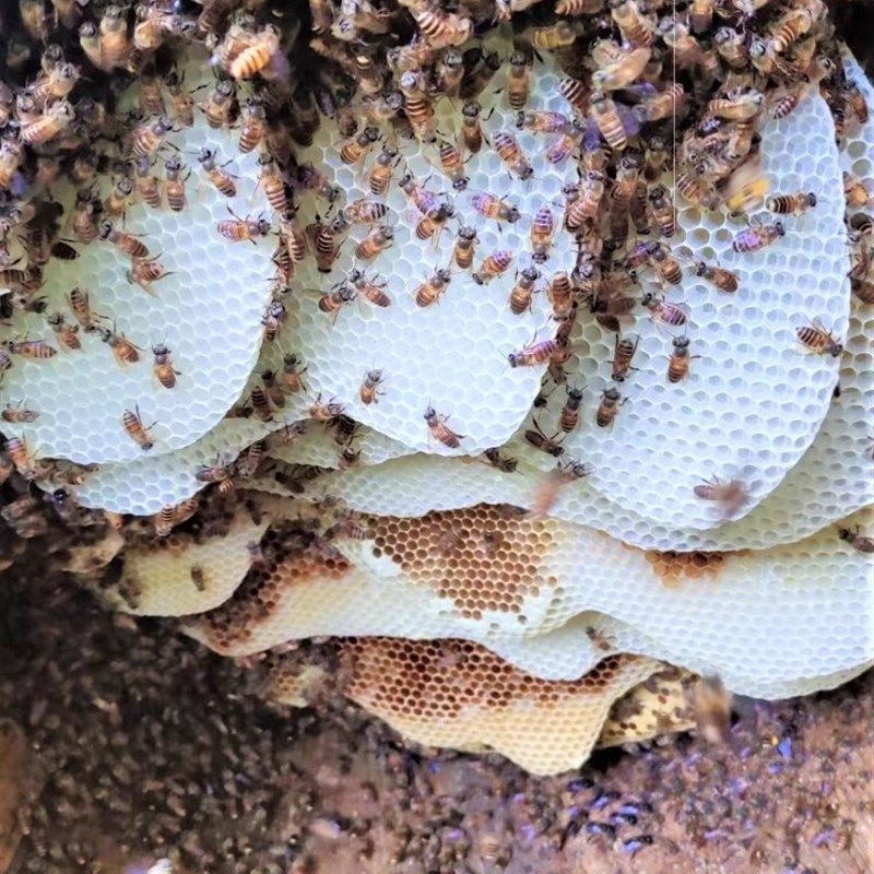 土蜜蜂优质中华蜜蜂中蜂蜂群带王带子脾阿坝蜂王蜂群养殖带箱包活
