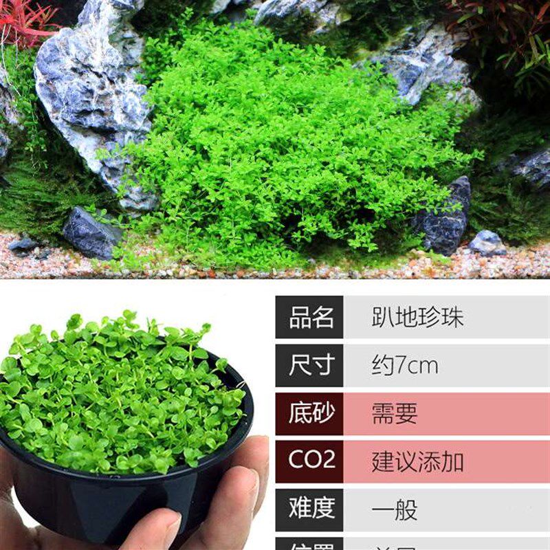 新款小水草植物鱼缸水草造景前景水草趴地爬地迷你矮珍珠陀草无需