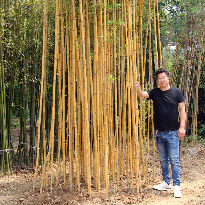竹子苗四季青庭院植物北方耐寒紫竹苗早园K竹罗汉大型毛竹户外盆
