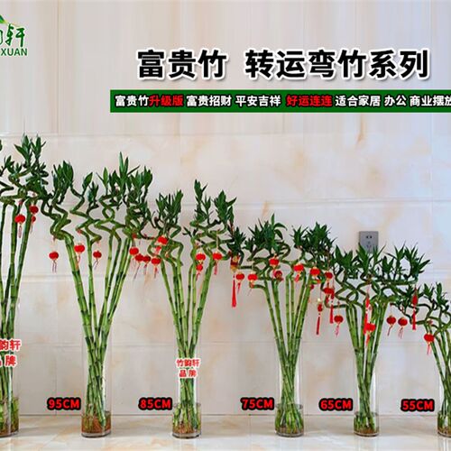 多头龙竹富贵f竹转运竹水养水培带根观音绿植物客厅招财节节高文