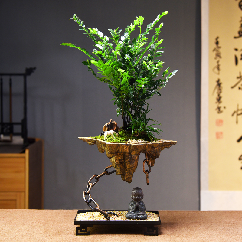 丛林黑骨茶盆栽艺术摆件桌面观赏植物盆景室内紫檀绿植微景观礼品