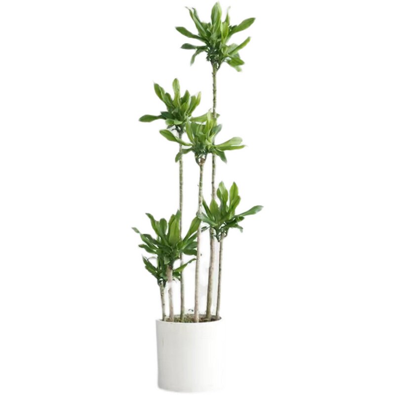 螺纹铁植物大盆栽轻奢室内阳台大型f四季常青好养步步高盆栽绿植