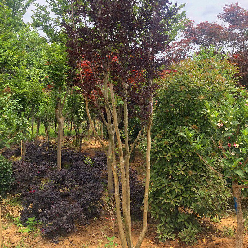 丛生紫薇树苗盆栽丛生紫薇v花苗庭院绿化种植大型紫薇造型树风景