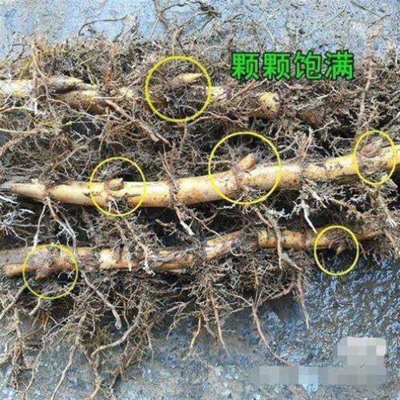 小众高货楠竹苗楠竹根毛竹根苗湖南大型楠竹毛竹种苗竹笋食用春笋