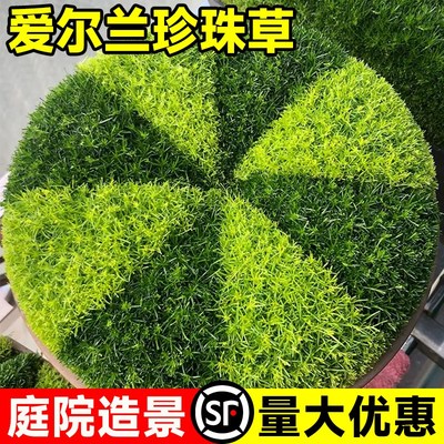 爱尔兰珍珠草苔藓庭院景观绿化草坪植物阳台绿植盆栽宿根地被花卉