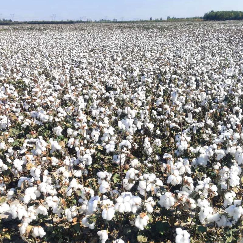 新疆长绒棉被被手工加厚保暖纯被被子棉I花冬全棉被芯棉絮床垫褥,床上用品,棉花被,淘宝优惠券,粉丝福利购,淘宝优惠卷