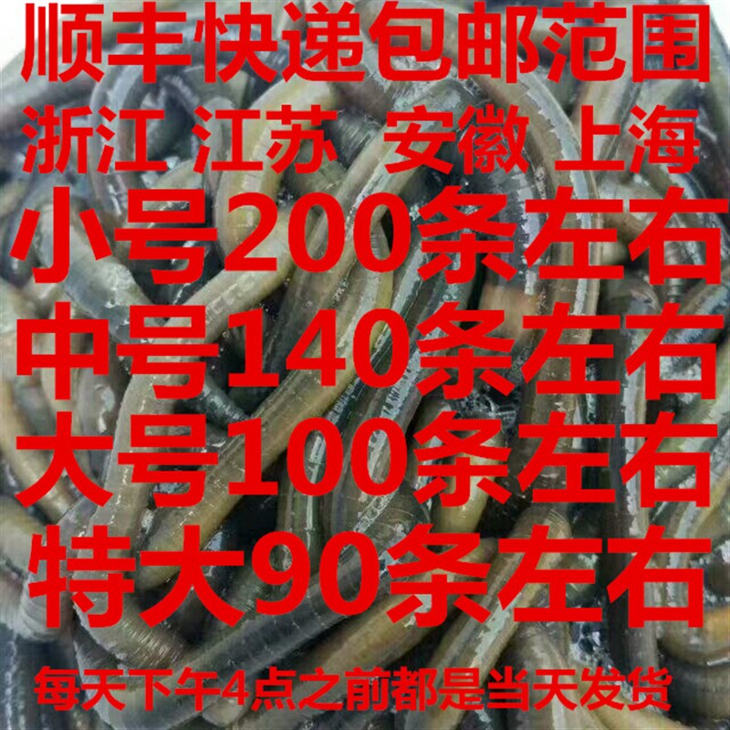 现货青蚯蚓黑蚯蚓钓黄鳝龙p虾泥鳅朱军蚯蚓大青OVhY2kswQ6臭蚯蚓