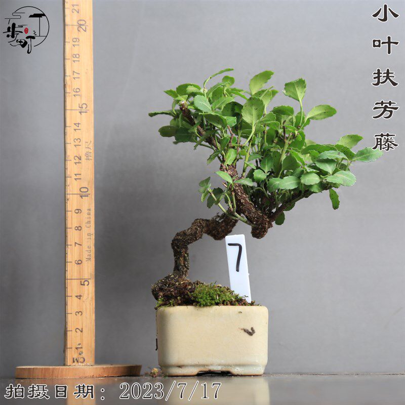 小叶扶芳藤老桩造型盆栽耐寒爬r藤观叶一物一拍