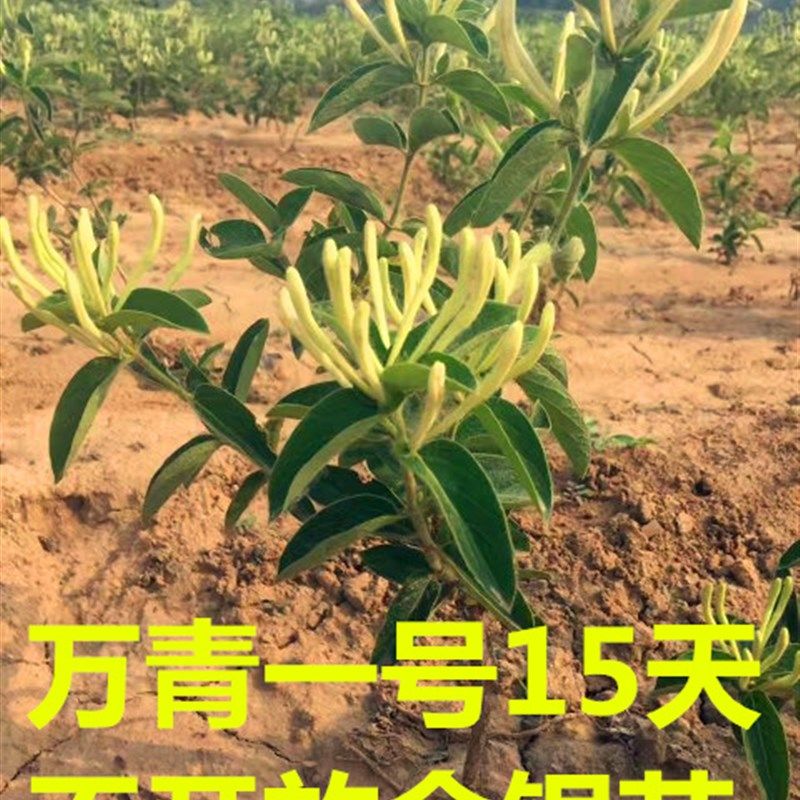 十五天不开放的懒汉金银花苗苗木北花一号树形爬藤植物金银花幼苗