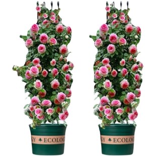 浓香藤本月季 开花室外庭院别墅花墙特大爬藤植物蔷薇 花苗拱门四季